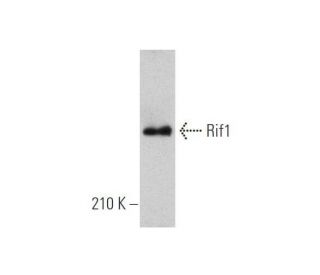 Rif1 Antibody (B-3) - Western Blotting - Image 351708Each CRISPR/Cas9 Knockout (KO) Plasmid product consists of a pool of 3 plasmids designed to ensure identification and cleavage of a specific gene for maximum knockout efficiency. Each plasmid encodes a unique 20 nt sequence derived from the GeCKO (v2) library.