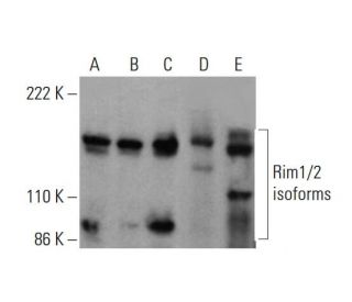 Rim1/2 Antibody (B-4) - Western Blotting - Image 377903 