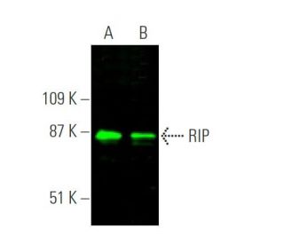 RIP Antibody (C-12) - Western Blotting - Image 375343 
