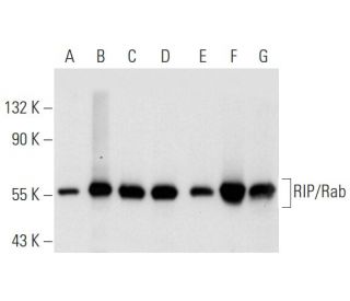 RIP/Rab Antibody (H-2) - Western Blotting - Image 81069