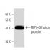 RIP140 Antibody (2656C6a) - Western Blotting - Image 16469 