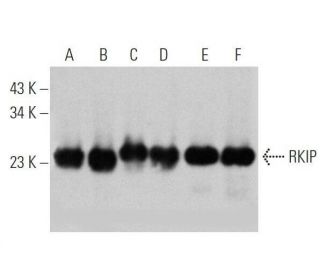 RKIP Antibody (H-10) - Western Blotting - Image 356358