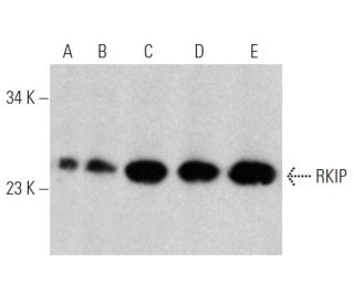 RKIP Antibody (8) - Western Blotting - Image 370518