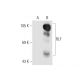 RLF Antibody (D-9) - Western Blotting - Image 66247