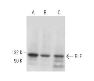 RLF Antibody (D-9) - Western Blotting - Image 373043 