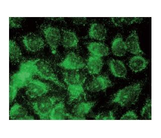 RNase H1 Antibody (C-8) - Immunofluorescence - Image 142814 