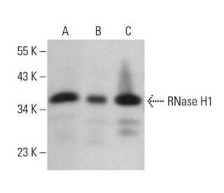 RNase H1 Antibody (D-3) - Western Blotting - Image 381761 
