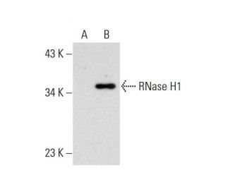 RNase H1 Antibody (H-9) - Western Blotting - Image 144793
