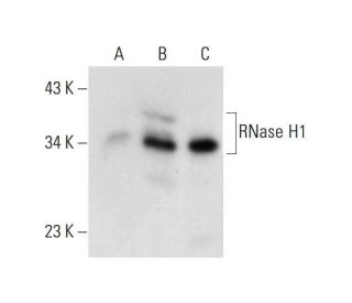RNase H1 Antibody (S-34) - Western Blotting - Image 70287