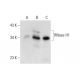 RNase H1 Antibody (S-34) - Western Blotting - Image 70287