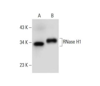 RNase H1 Antibody (H-4) - Western Blotting - Image 297963