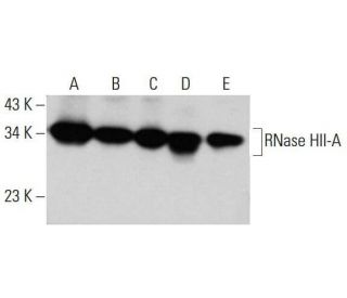 RNase HII-A Antibody (G-10) - Western Blotting - Image 348616 