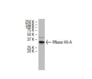 RNase HII-A Antibody (S-14LJ-17) - Western Blotting - Image 34474