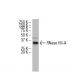 RNase HII-A Antibody (S-14LJ-17) - Western Blotting - Image 34474