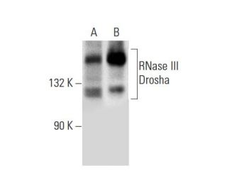 RNase III Drosha Antibody (C-7) - Western Blotting - Image 296931 