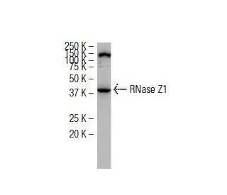 RNase Z1 Antibody (347.1) - Western Blotting - Image 34475