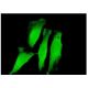 RNF11 Antibody (4G7) - Immunofluorescence - Image 351773 
