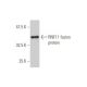 RNF11 Antibody (4G7) - Western Blotting - Image 349560