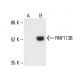 RNF113B Antibody (A-4) - Western Blotting - Image 411150
