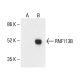 RNF113B Antibody (A-4) - Western Blotting - Image 411151 