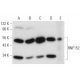 RNF152 Antibody (B-3) - Western Blotting - Image 304313 