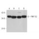 RNF152 Antibody (B-3) - Western Blotting - Image 369453 