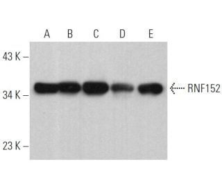RNF152 Antibody (F-4) - Western Blotting - Image 369450 