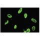 RNF168 Antibody (B-11) - Immunofluorescence - Image 35805