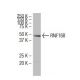 RNF168 Antibody (B-11) - Western Blotting - Image 34486 