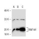 RNF181 Antibody (F-9E) - Western Blotting - Image 50529