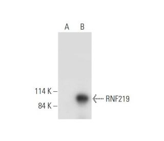 RNF219 Antibody (A-4) - Western Blotting - Image 332803