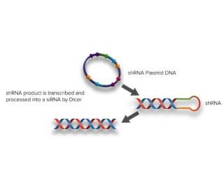 DICER processes dsRNA leaving a two nucleotide long 3′ overhang.