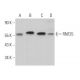 RNF25 Antibody (C-12) - Western Blotting - Image 371228