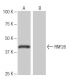 RNF26 Antibody (1-RE42) - Western Blotting - Image 65044