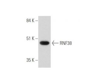 RNF38 Antibody (E-7) - Western Blotting - Image 344568 