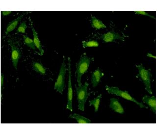 RNF40 Antibody (1C1) - Immunofluorescence - Image 346136 