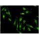RNF40 Antibody (1C1) - Immunofluorescence - Image 346136 