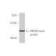 RNF40 Antibody (1C1) - Western Blotting - Image 349010