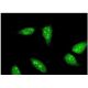 RNF6 Antibody (3B1) - Immunofluorescence - Image 351749 