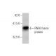 RNF6 Antibody (3B1) - Western Blotting - Image 348580