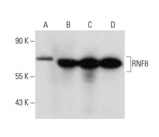 RNF8 Antibody (B-2) - Western Blotting - Image 135517 