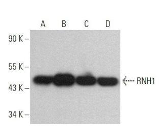 RNH1 Antibody (A-9) - Western Blotting - Image 359092 