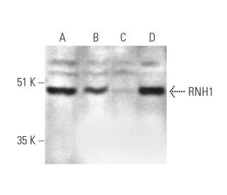 RNH1 Antibody (C-1) - Western Blotting - Image 350849 