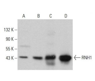RNH1 Antibody (C-10) - Western Blotting - Image 381848 