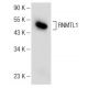 RNMTL1 Antibody (F-3) - Western Blotting - Image 149230