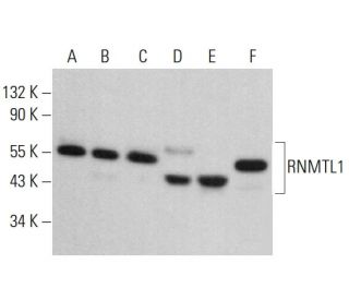 RNMTL1 Antibody (F-3) - Western Blotting - Image 378467 