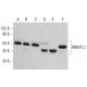 RNMTL1 Antibody (F-3) - Western Blotting - Image 378467 