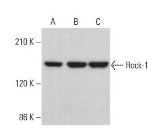Rock-1 Antibody (B-1) - Western Blotting - Image 379811 