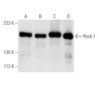 Rock-1 Antibody (G-6) - Western Blotting - Image 1916 