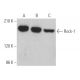 Rock-1 Antibody (H-11) - Western Blotting - Image 360996 